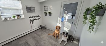 Dog wash